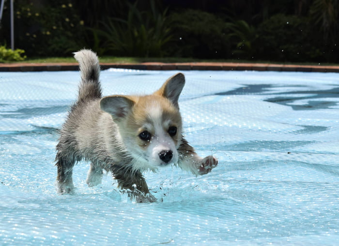 Splish splash. Splish перевести. Гноснь Сплиш Сплэш. Всплеск Мем.