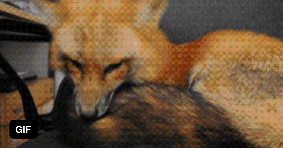 Fox gif. Лиса гиф. Гифки лисы. Gif с лисами. Смешные гифки с лисами.