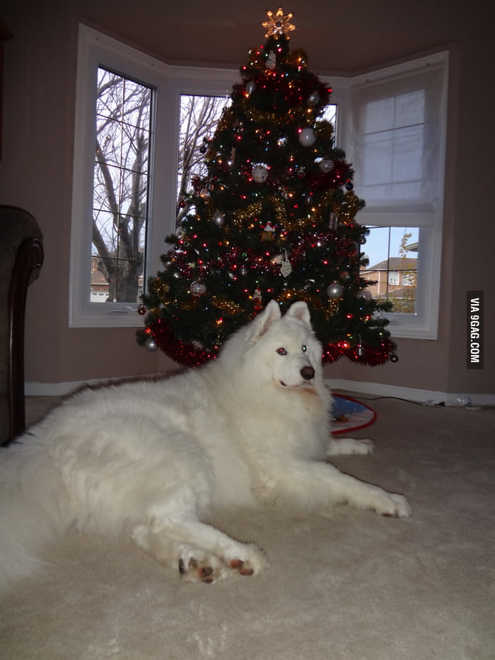 used-a-7-foot-christmas-tree-for-scale-9gag