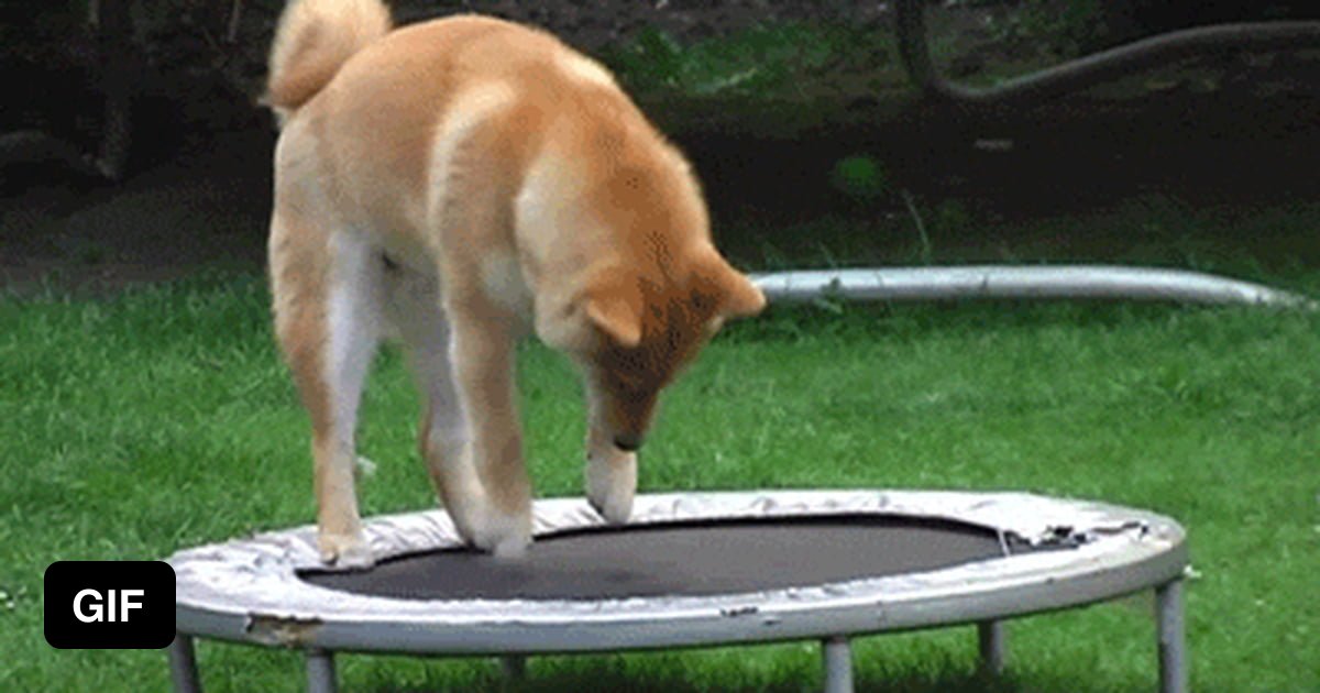 Hatsu Inu Gif