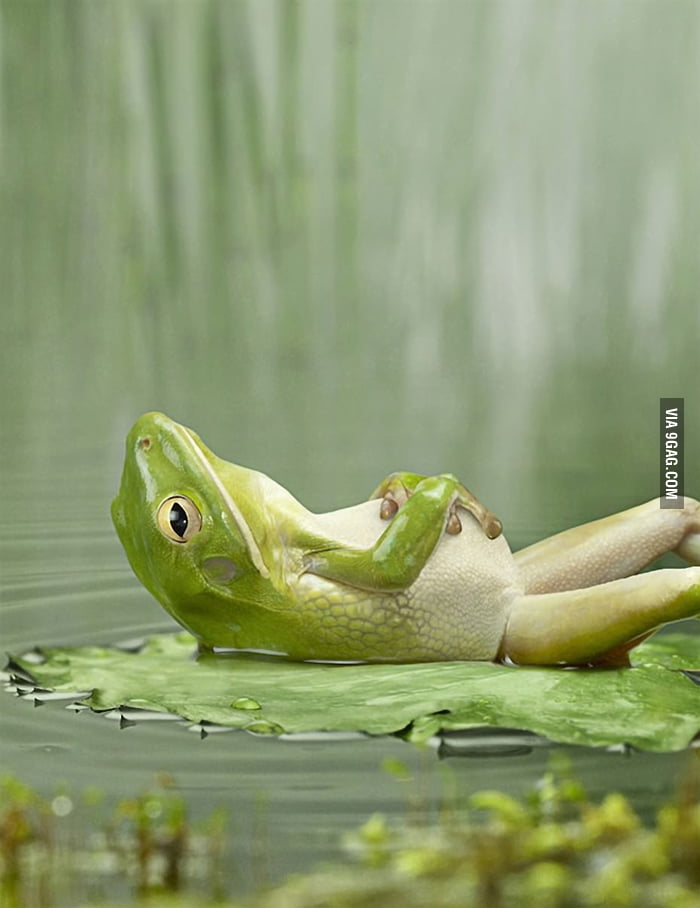 Blargh I Ate Way Too Many Flies 9gag I Ate Way Too Many Flies