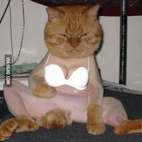 We want cats and boobs they said - 9GAG