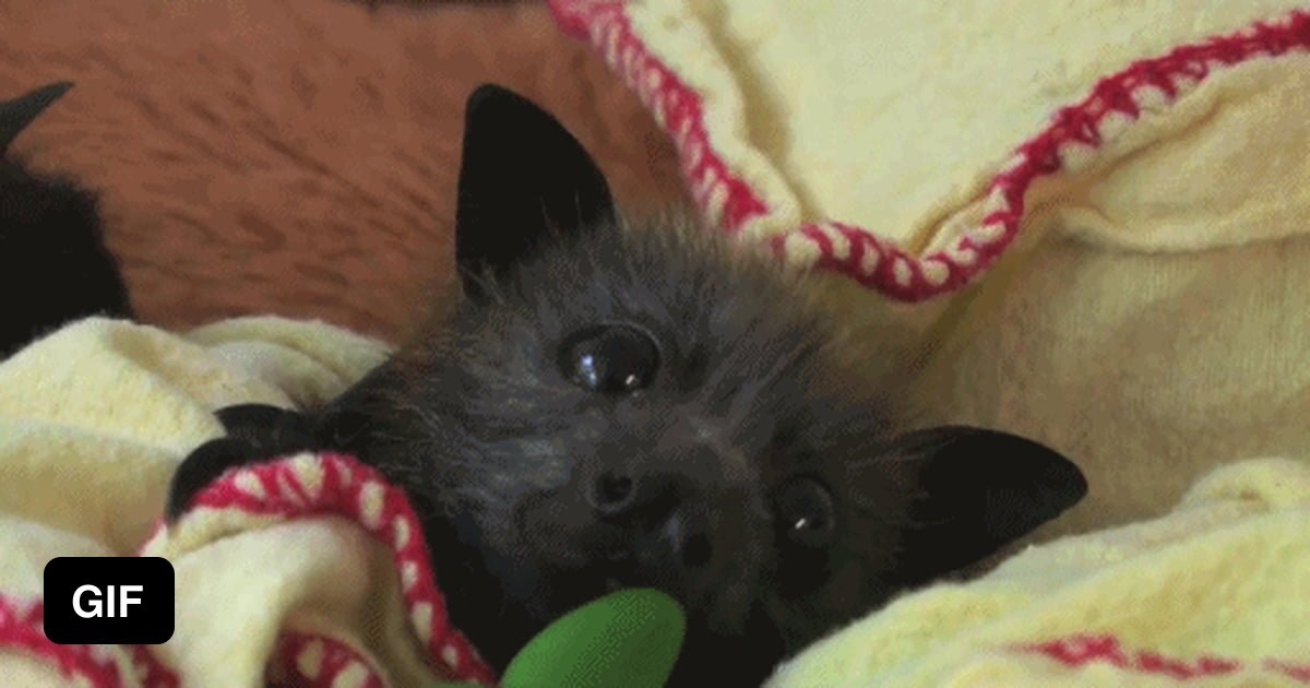 Baby bat's ears 9GAG