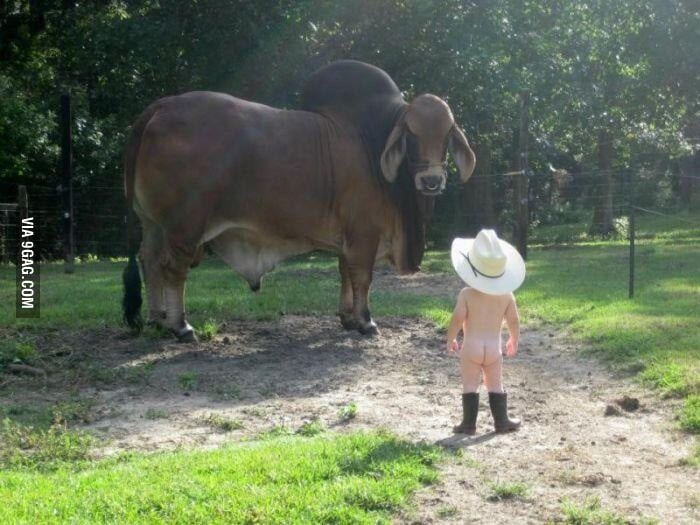 Image result for bull vs toddler