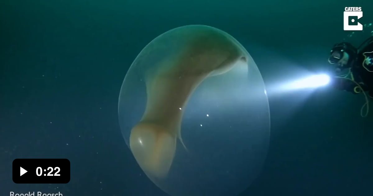 A Giant Squid Egg 9GAG A Giant Squid Egg 9GAG