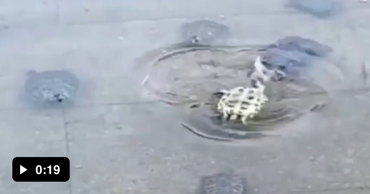 Flipped over turtle - 9GAG