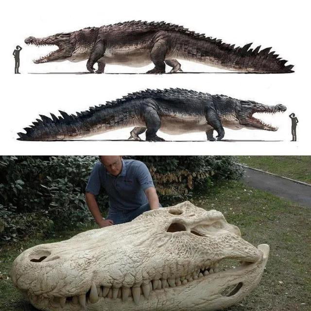 Purussaurus is one of the largest known of the giant crocodilians ...