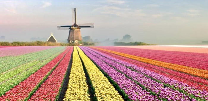 Tulip Fields in the Netherlands - 9GAG