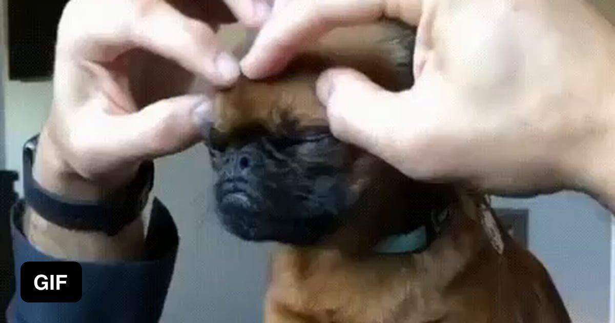 What do you think is going through the dog’s head? - 9GAG