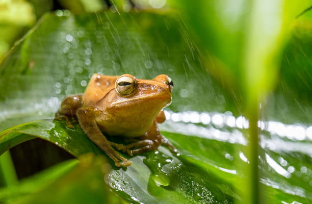 It is WEDNESDAY my dudes still raining in Philippines - 9GAG
