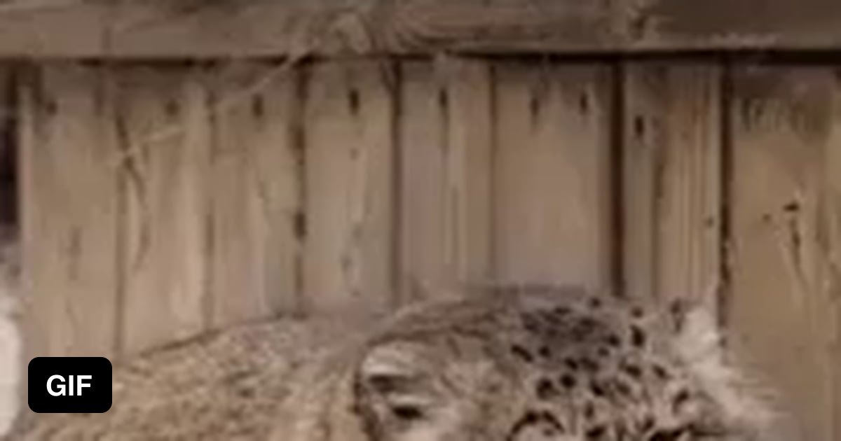 The tail of a Pallas Cat is so insulating that there can be a 15 degree