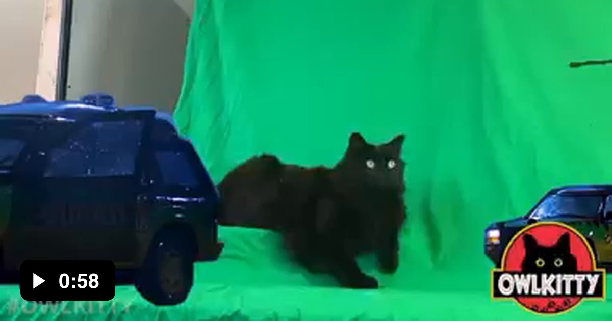 really-cool-cat-stuff-9gag
