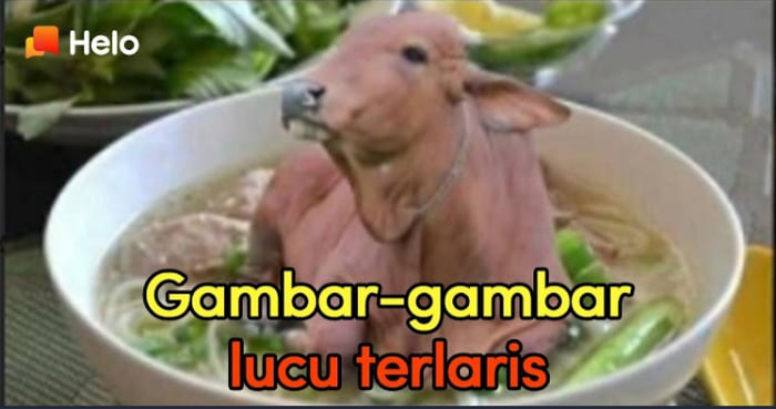 Saking Lucunya Foto Ini Sampe Gwehj Ketahwha A Hahhahah Hahahha Funii