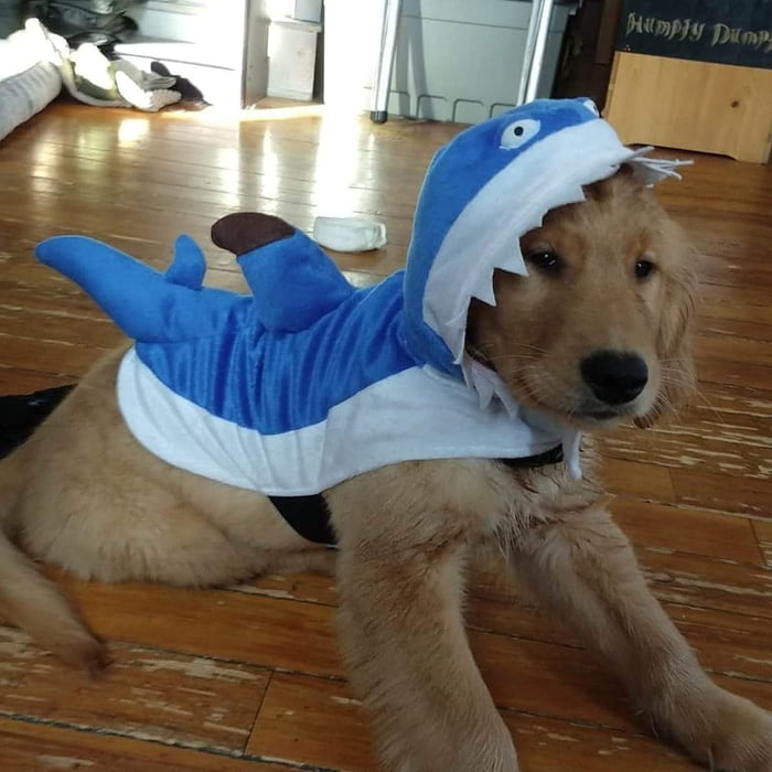 North American Land Shark ,,,very rare 9GAG