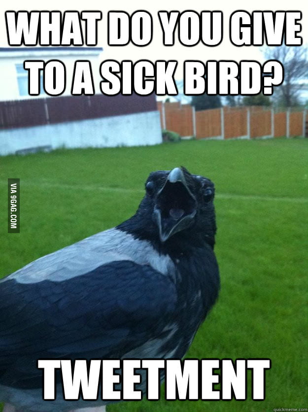 Bad Joke Crow - 9GAG