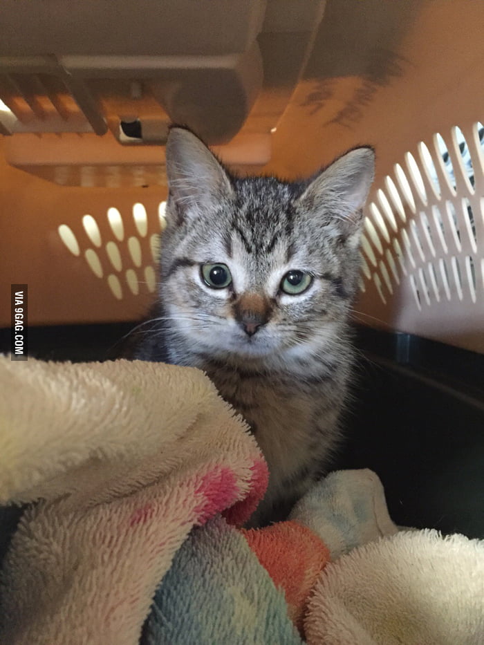 My friend works at a vet clinic. She got to meet this guy today. - 9GAG