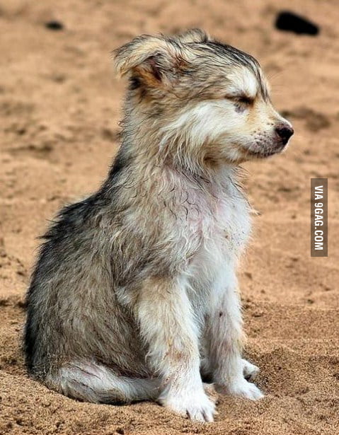 Cute Wolf Pup - 9GAG