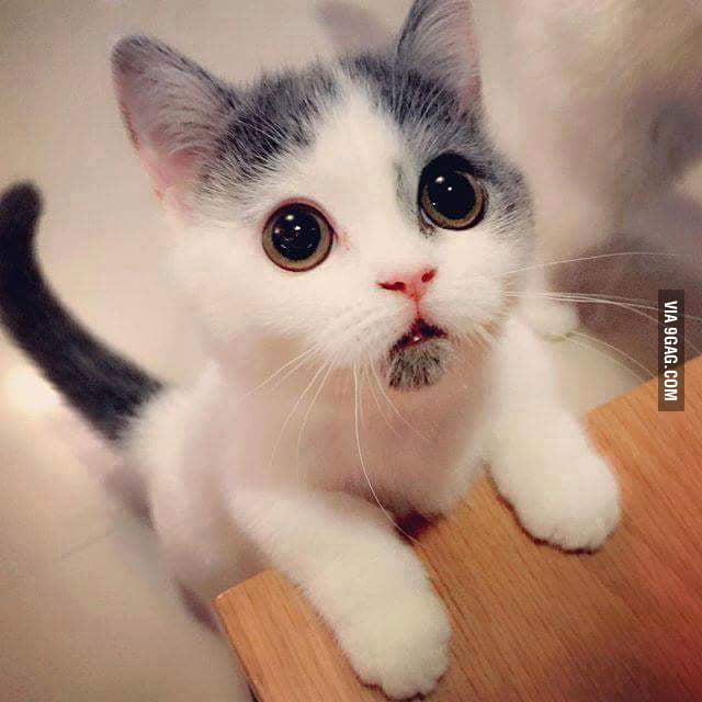 This cat has better facial hair than me - 9GAG
