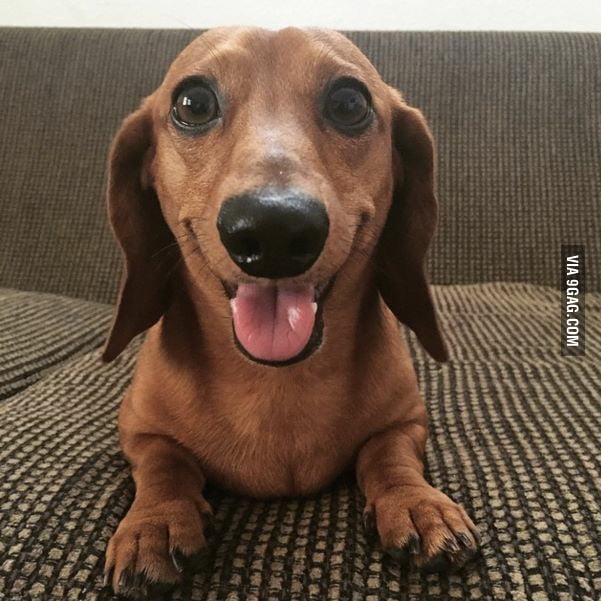 Happy Little Wiener 9GAG