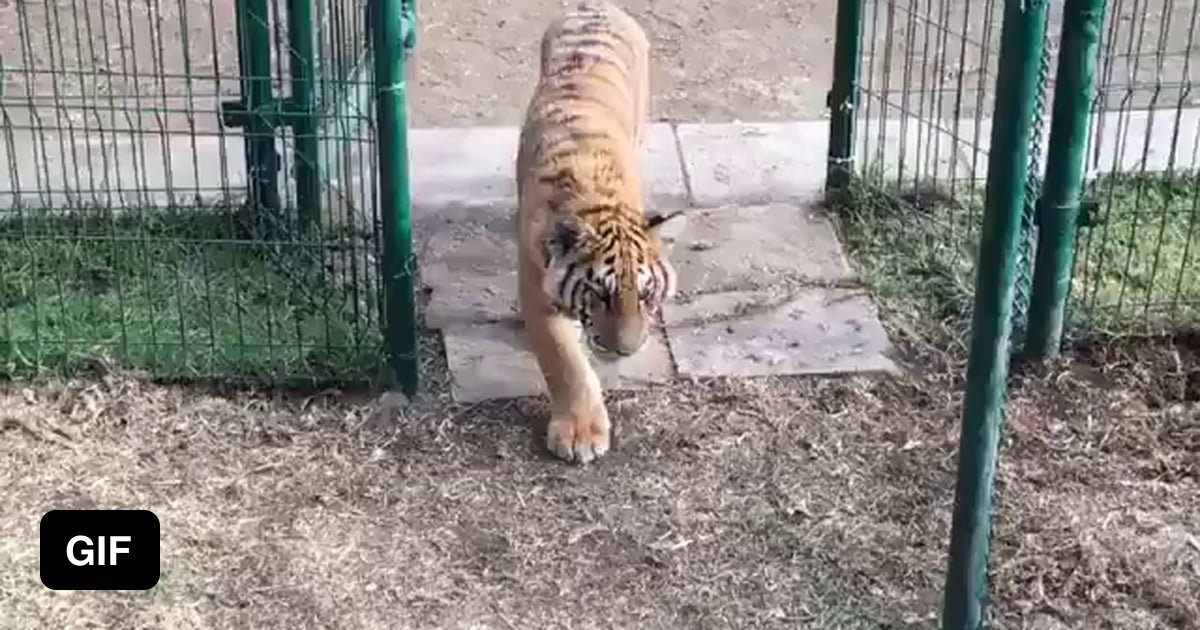 Stealthy tiger catches its prey. - 9GAG