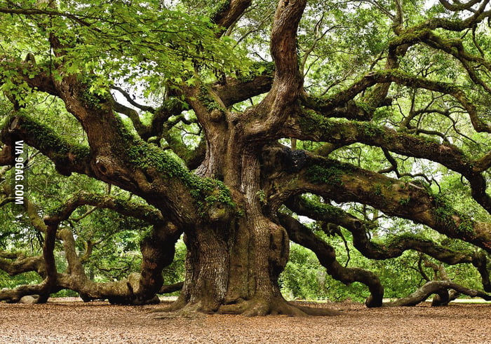 1,500 Year Old Oak Tree in South Carolina - 9GAG