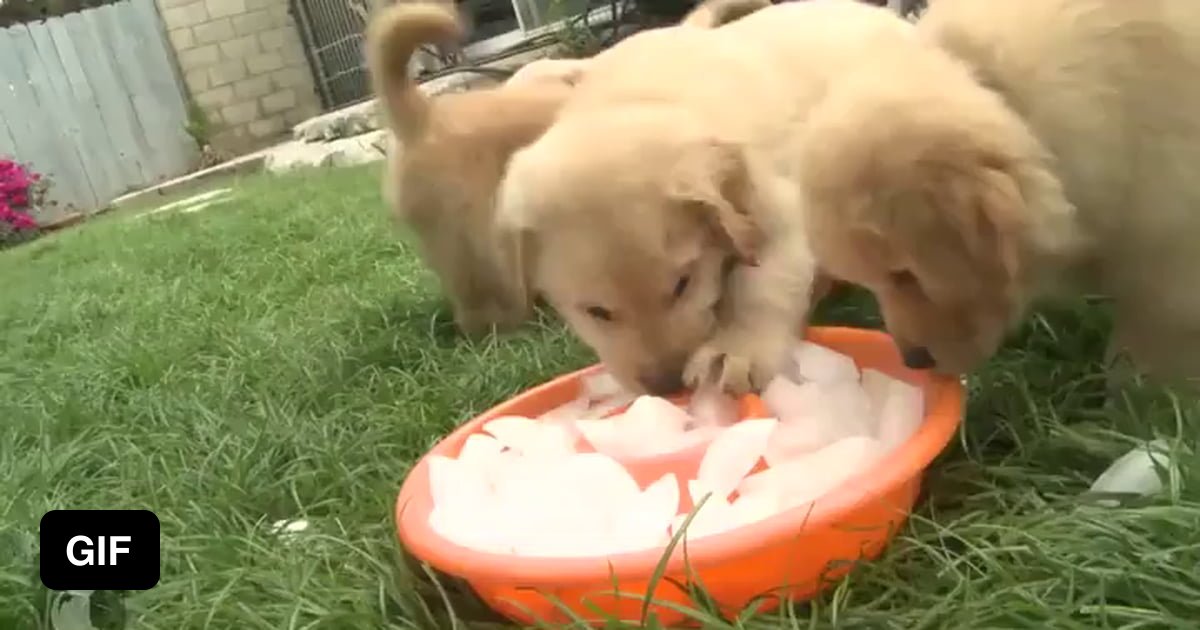 Puppies eating ice. - 9GAG