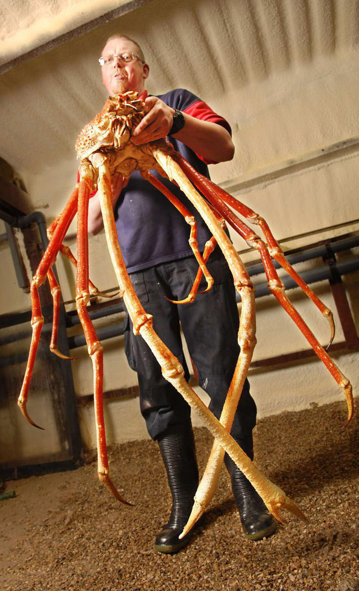 Japanese Spider Crab. The crab in the picture has a leg span of 10 feet