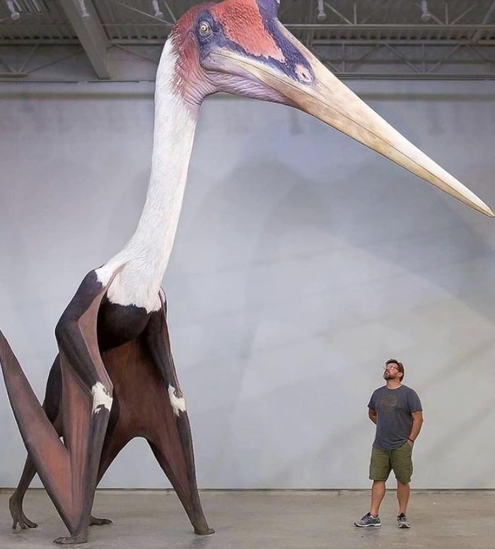 A Life Size Replica Of Quetzalcoatlus Northropi Next To A 1 8 M Man 