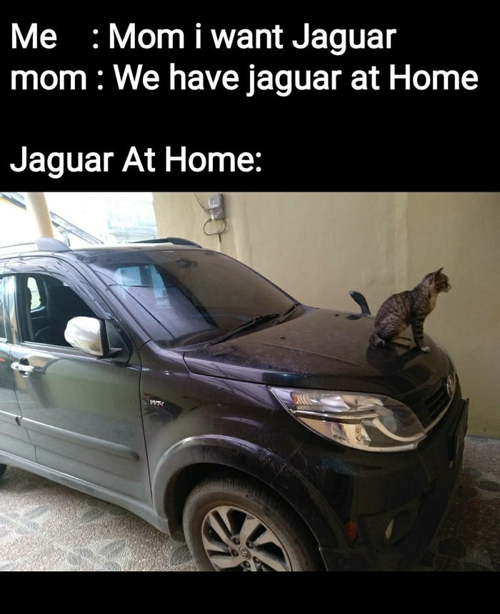 Jaguar Cat Memes