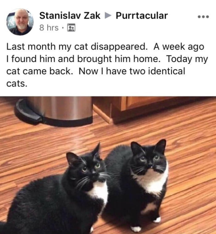 two-cats-that-look-the-exact-same-9gag