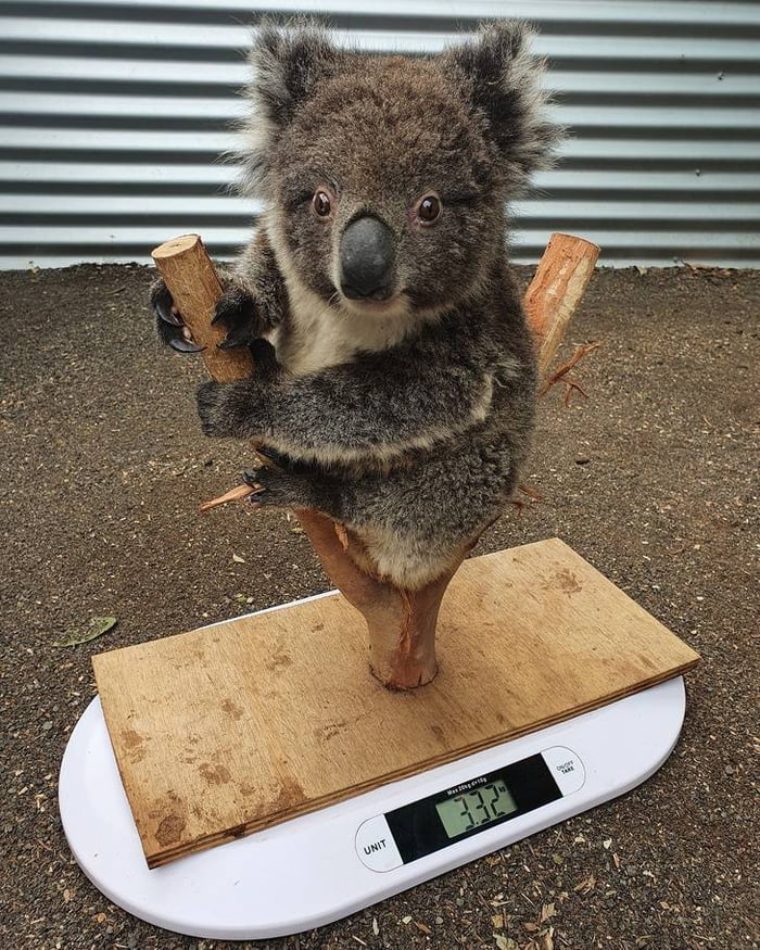 weighted koala teddy
