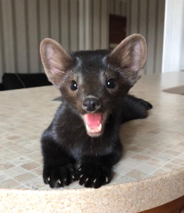 Buddy the sable is a smiley pet that was rescued from a fur farm (sable is  a close relative of pine marten) - 9GAG