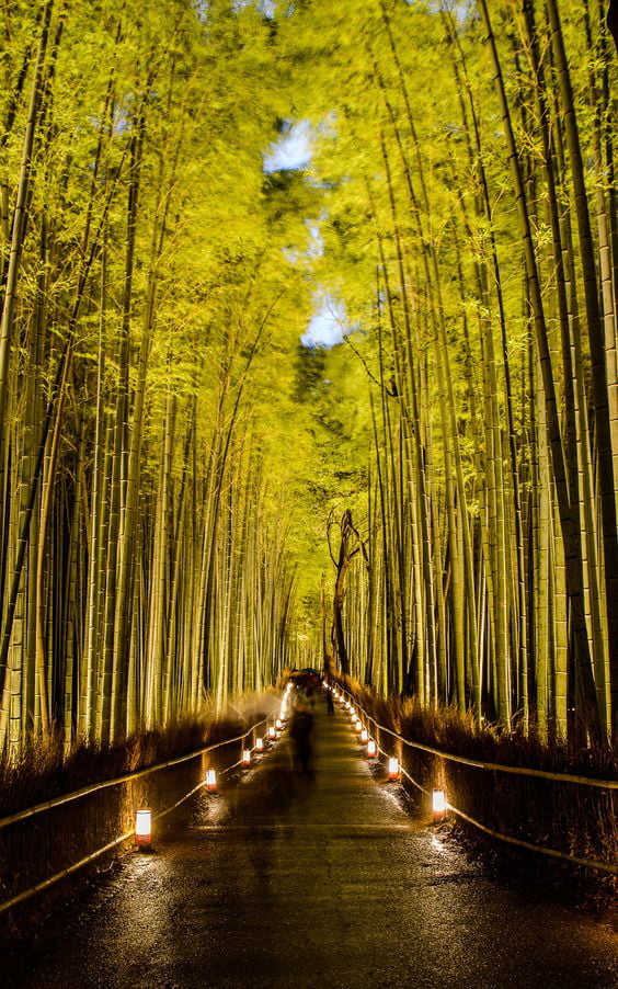 Bamboo Forest street Japan 9GAG