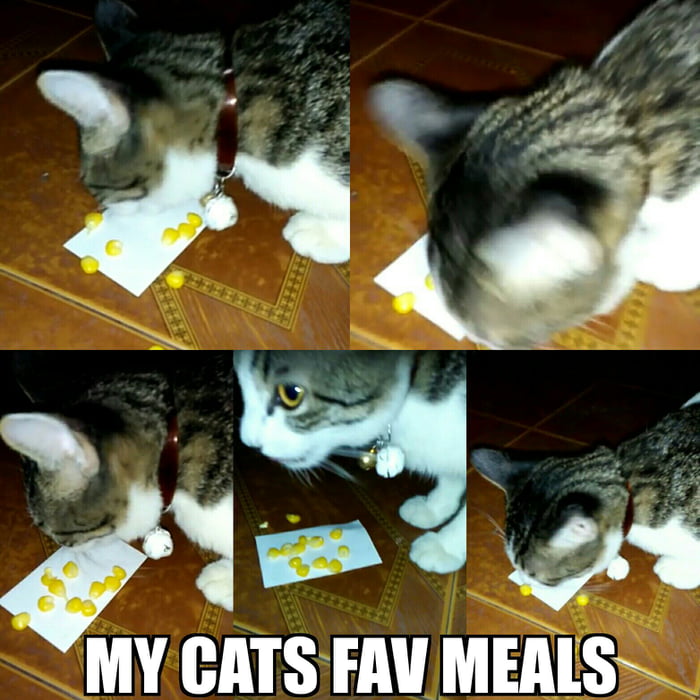 My cat likes Boiled Corn! is it normal ? 9GAG