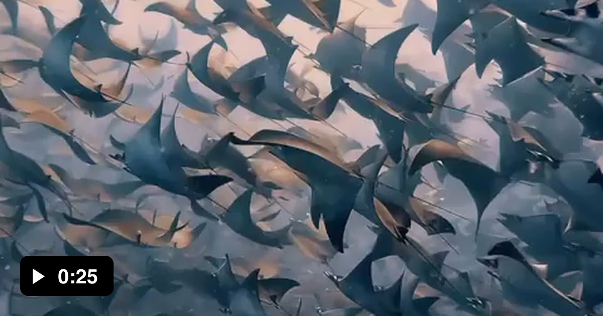 A beautiful moment as thousands of rays migrate together, a true ...