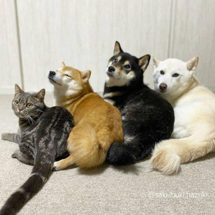 When the cat grew up in a dogloving household. 9GAG