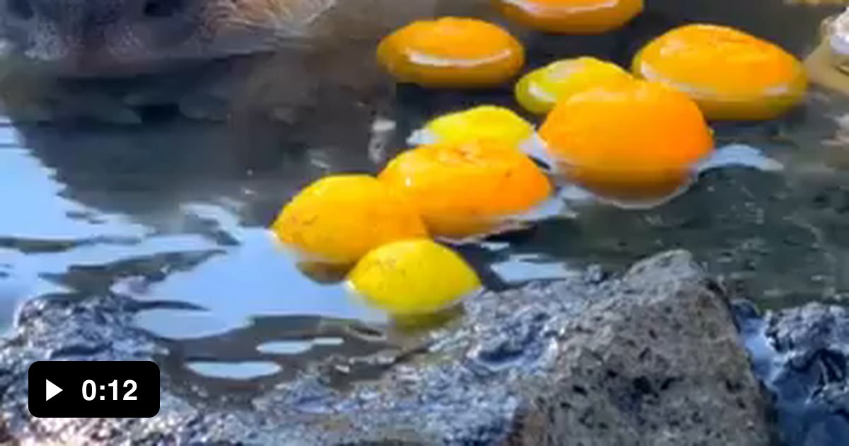 Capybaras relaxing in a hot bath during winter with oranges. - 9GAG
