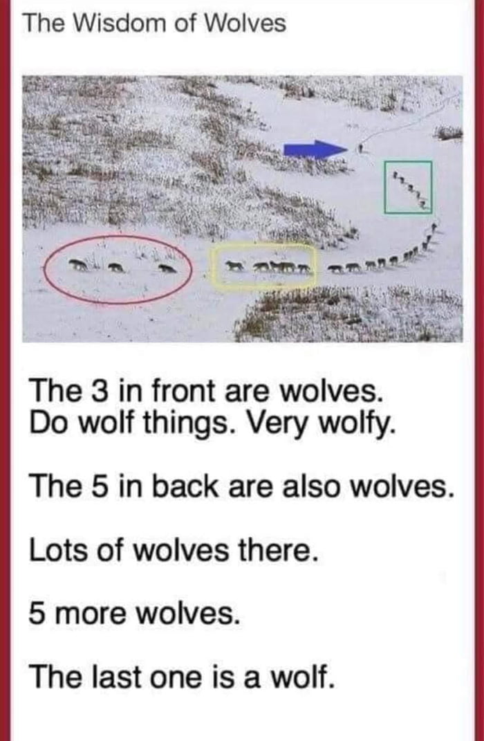 The last wolf is just a lazy wolf - 9GAG