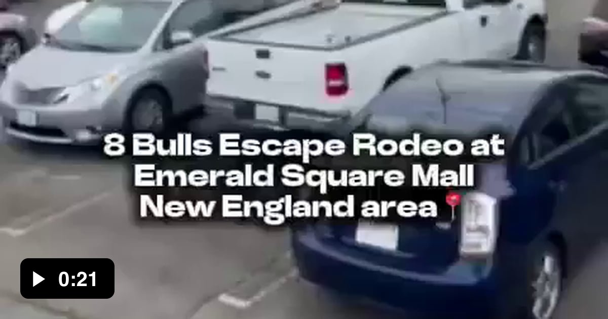8 bulls escaped the rodeo at the Emerald Square Mall in Massachusetts ...
