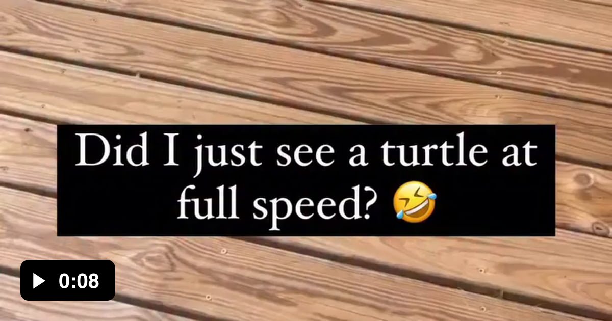 This turtle just broke the laws of physics. Einstein who? - 9GAG