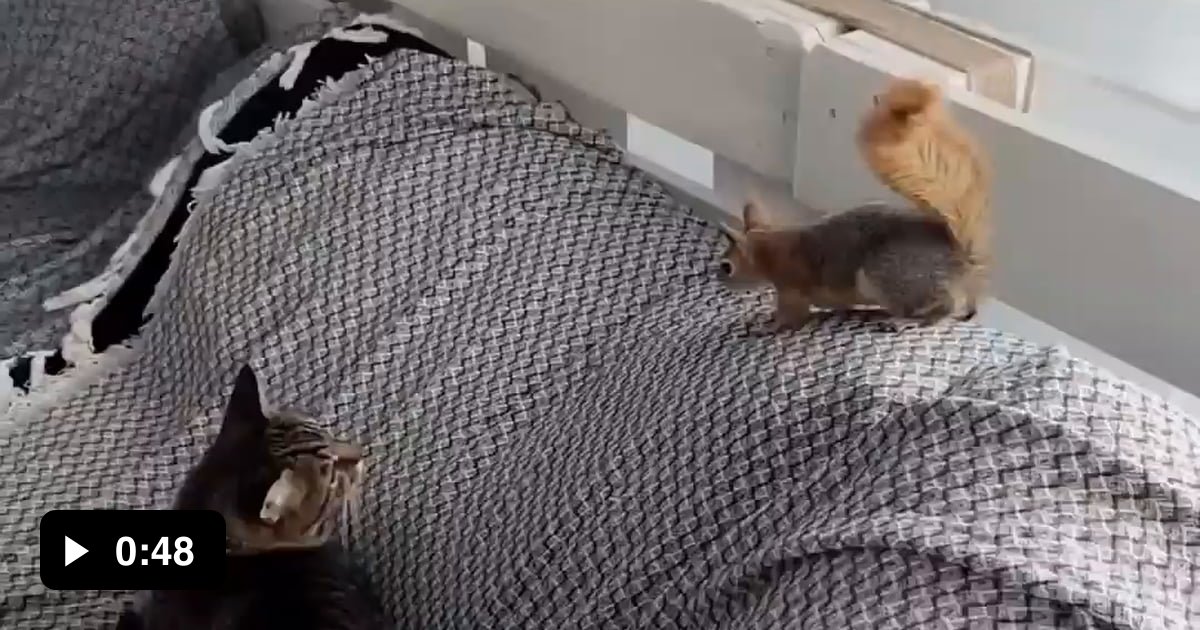 Cat vs squirrel - 9GAG